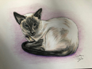 comission drawing of Janet's cat Blue