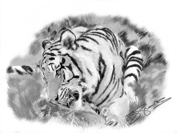 Woburn tigress large sketch picture