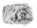 Woburn tigress feeding sketch 2