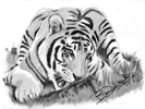 Woburn tigress feeding sketch 3