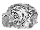 Woburn tigress feeding pencil sketch