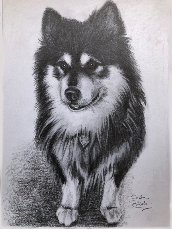 Finnish Lapphund Heikki pencil drawing large