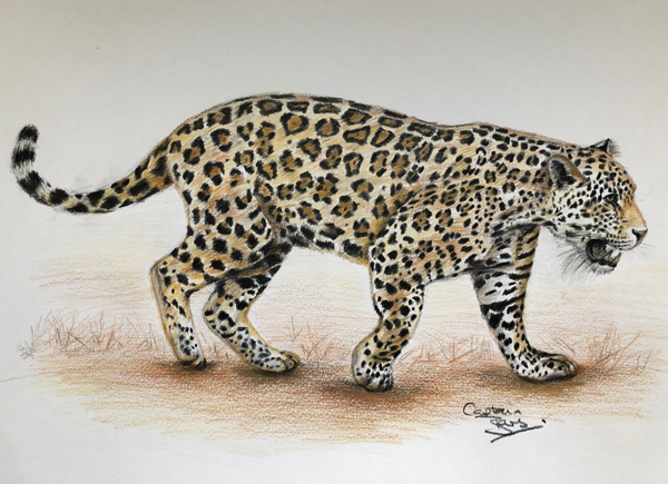 jaguar drawing using derwent pencils