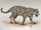Jaguar drawn with derwent pencils