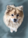 kimifinnishlapphundthumbnail