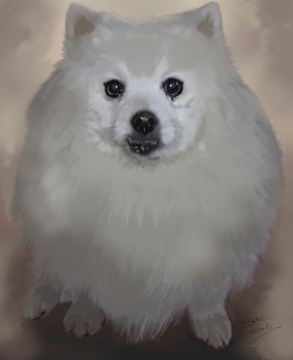 kirijapanesespitz
