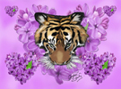 lilac tiger painted for our lilac room