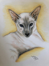 comission drawing of Janet's cat Sasha