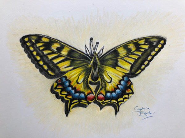 swallowtail butterfly drawing