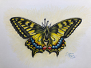 derwent lightfast drawing of a swallowtail butterfly