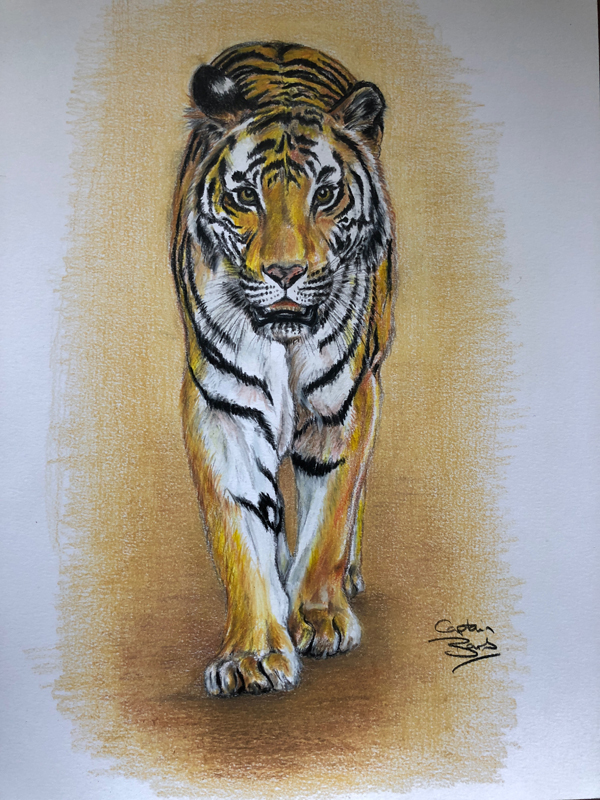 tiger drawing with derwent pencils