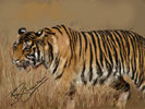 The Umarpani tigress on the prowl