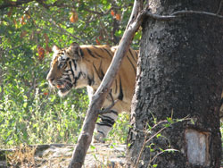 tiger hiding