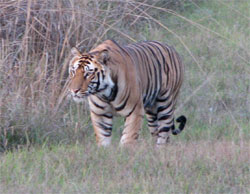 tiger waiting