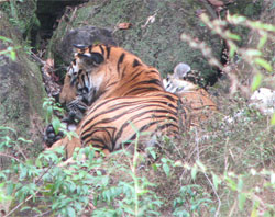 tiger moving