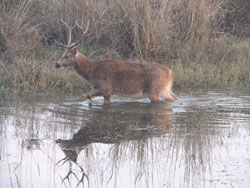 Barasingha