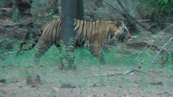side view of Bhamera