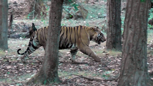 bhamera in forest