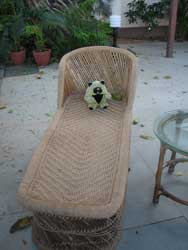 dudley on sun bed in Varca beach