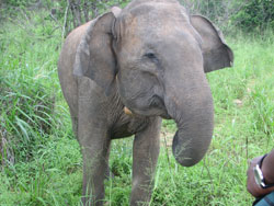 Same elephant turning to jeep