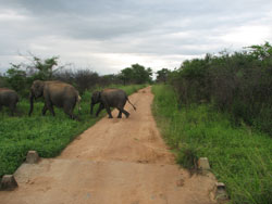 Elephasnt family crossing road