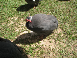 Guinea fowl