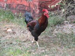 Jungle fowl