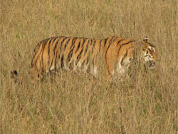 tiger in grass