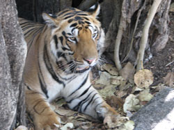 thirsty tiger