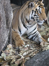 tiger getting up