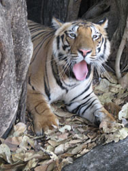 tiger yawning