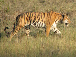 tiger stalking prey