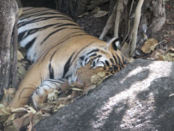 tiger sleeping