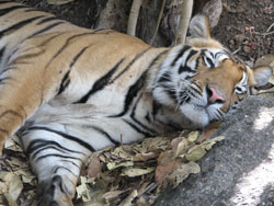 tiger stretching