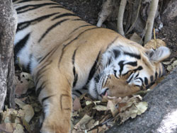 buried nose tiger