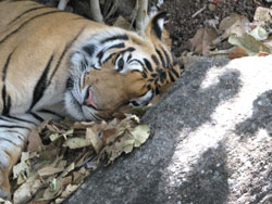 still alert tiger