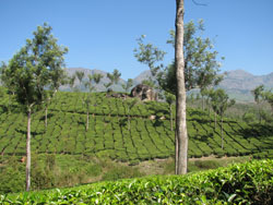 Munnar tea plantations