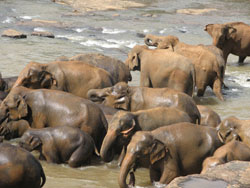 Pinewalla elephant orphanage