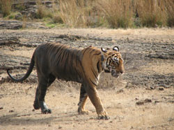 T17 walking towards jeep