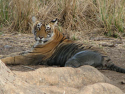 T17 tigress looking at us nonchalantly