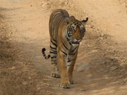 T17 tigress near jeep