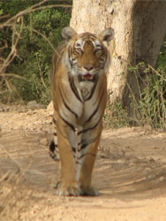 T17 tigress thinking about our jeep