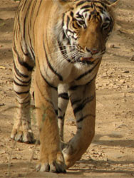 T17 tigress very close to jeep