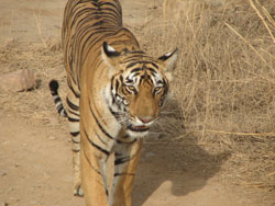 T17 tigress close up to jeep