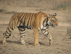 T17 tigress side view perfect