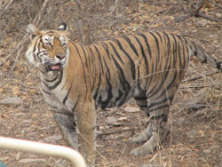 T16 tigress worried by jeeps