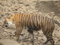 T16 tigress getting out of water