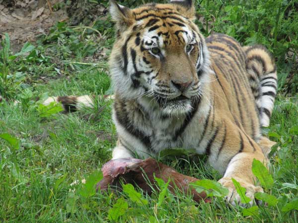 tigress distrubed by a sound