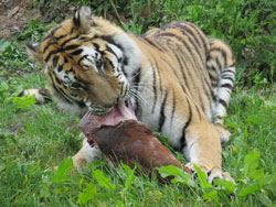 tigress tearing meat