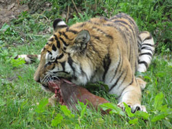 tigress chewing meat